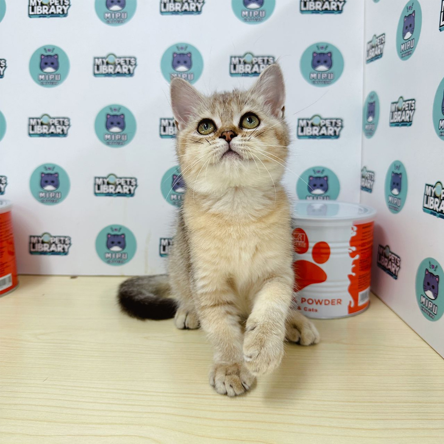 British Shorthair Kitten (Female) For Sale