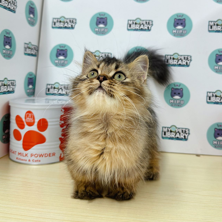 Munchkin Longhair Super Short Kitten (Male) For Sale