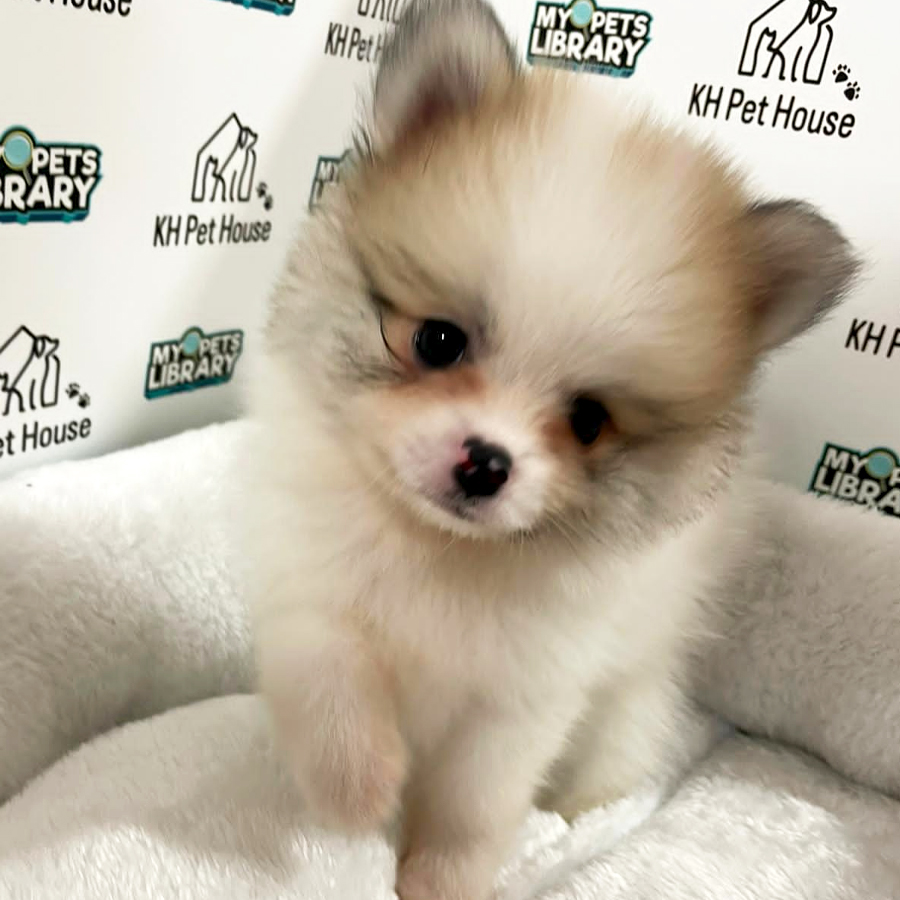 Pomeranian Puppy (Male) For Sale
