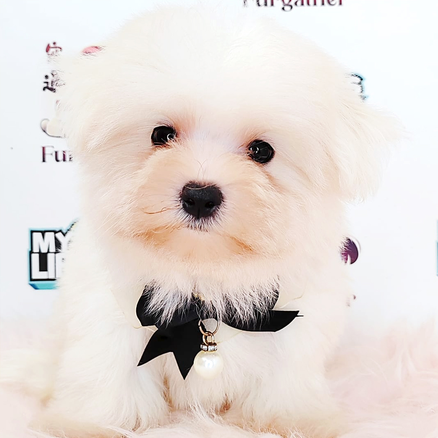 Tiny Maltese Puppy (Male) For Sale
