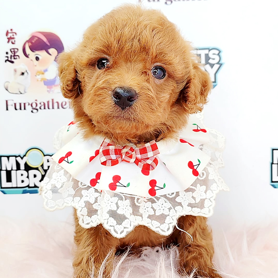 Tiny Poodle Puppy (Male) For Sale