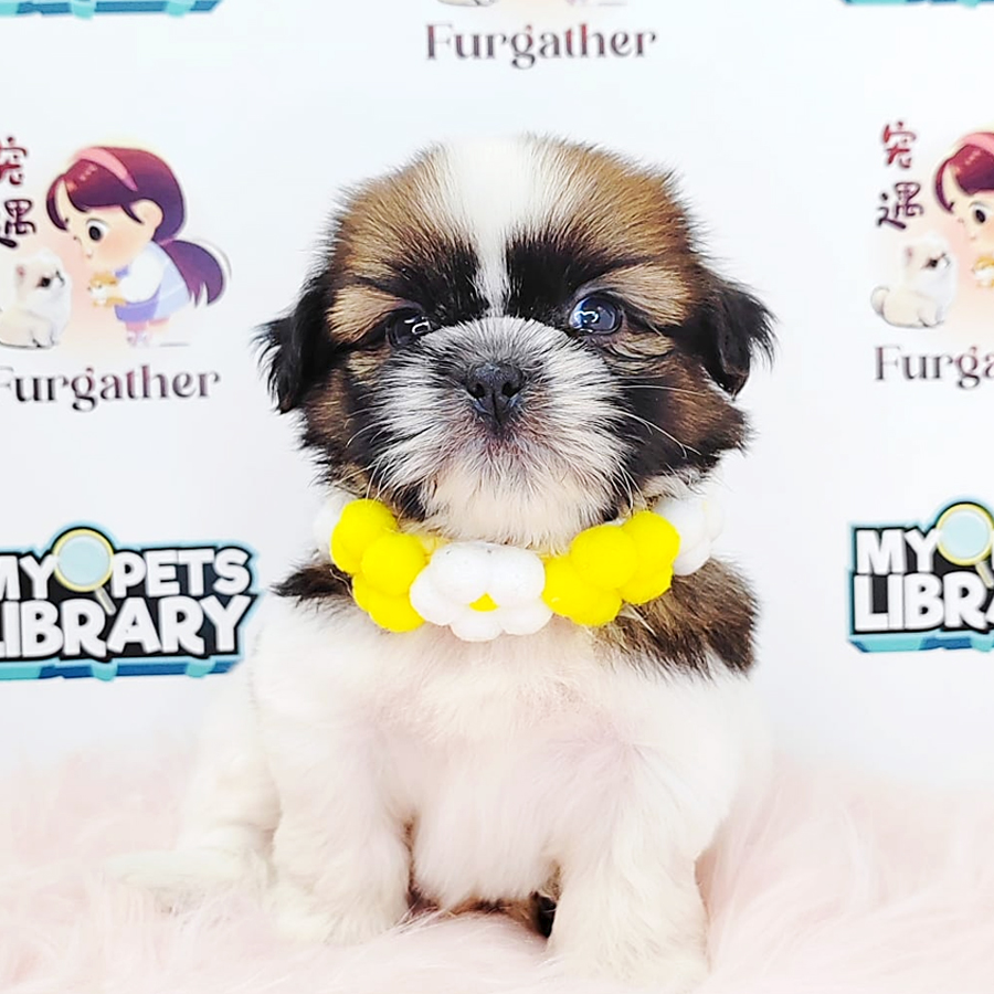 Shih Tzu Puppy (Male) For Sale