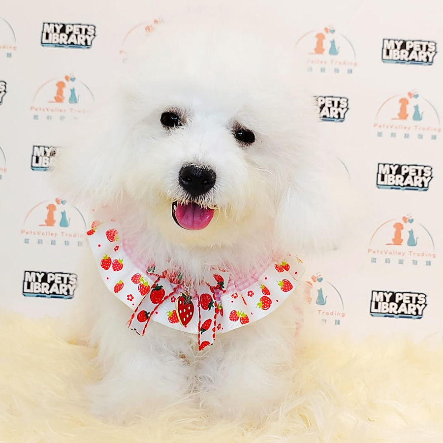 Maltipoo Puppy (Male) For Sale