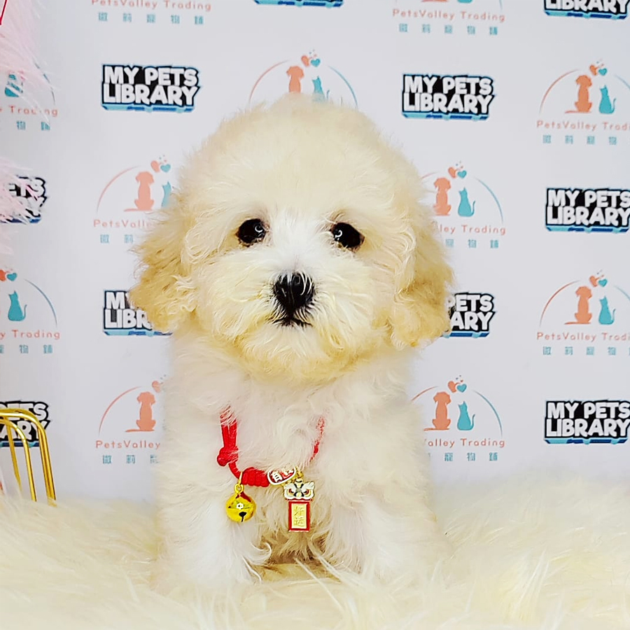 Tiny Poodle Puppy (Female) For Sale