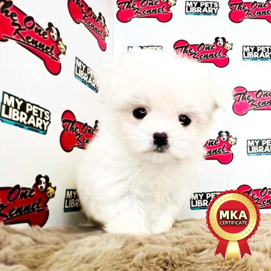 MKA Tiny Maltese Puppy (Male) For Sale