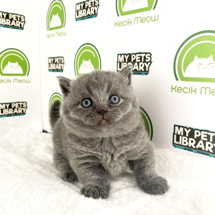 Munchkin Kitten (Male) For Sale