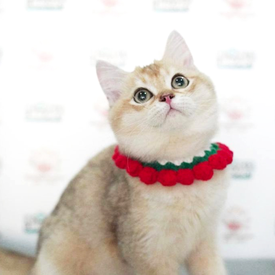 British Short Hair Kitten (Male) For Sale