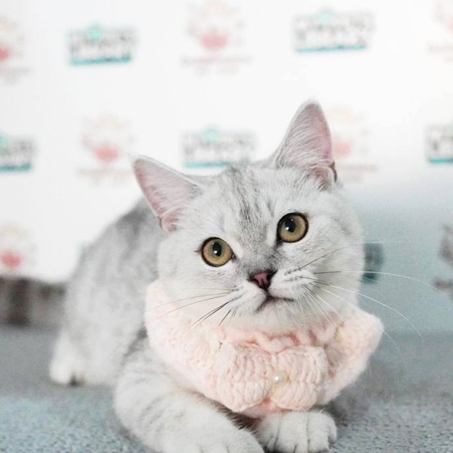 British Short Hair Kitten (Female) For Sale