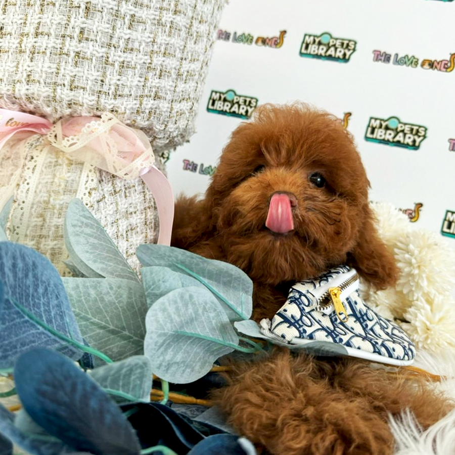 Toy Poodle Puppy (Male) For Sale
