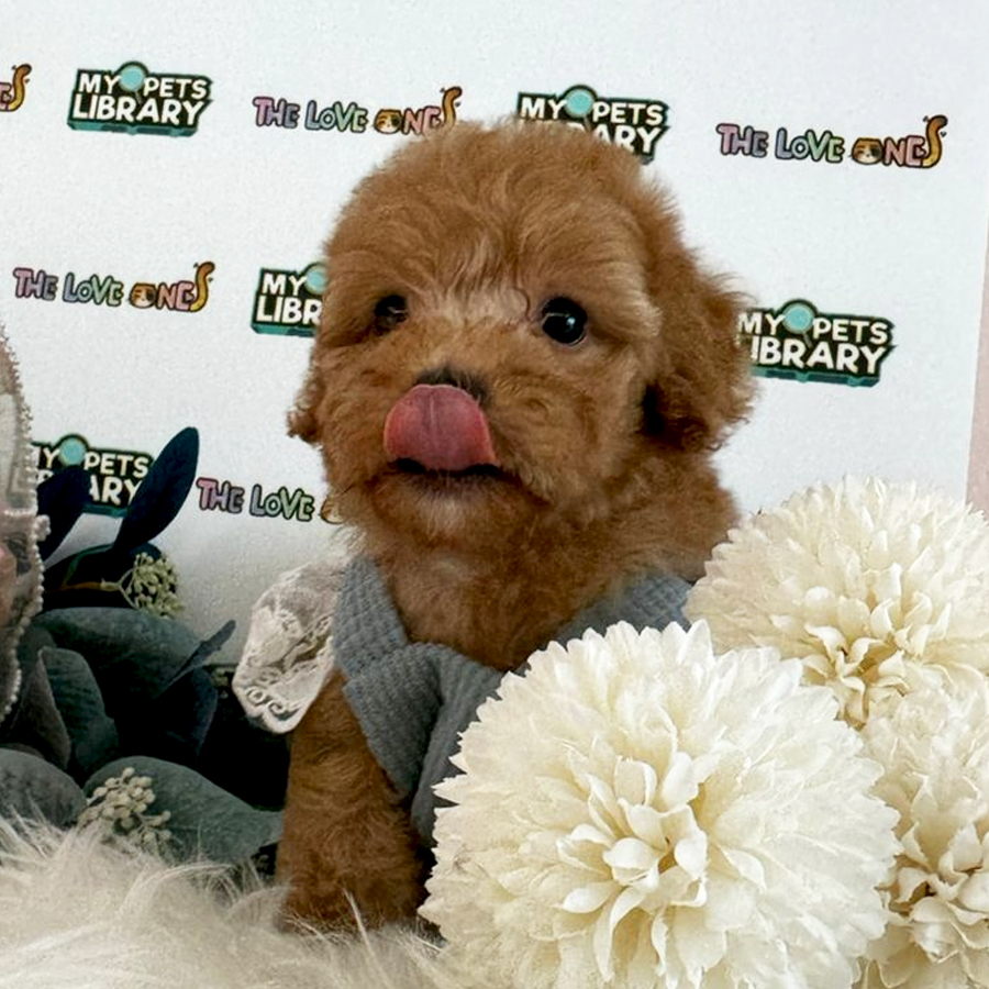 Maltipoo Puppy (Female) For Sale