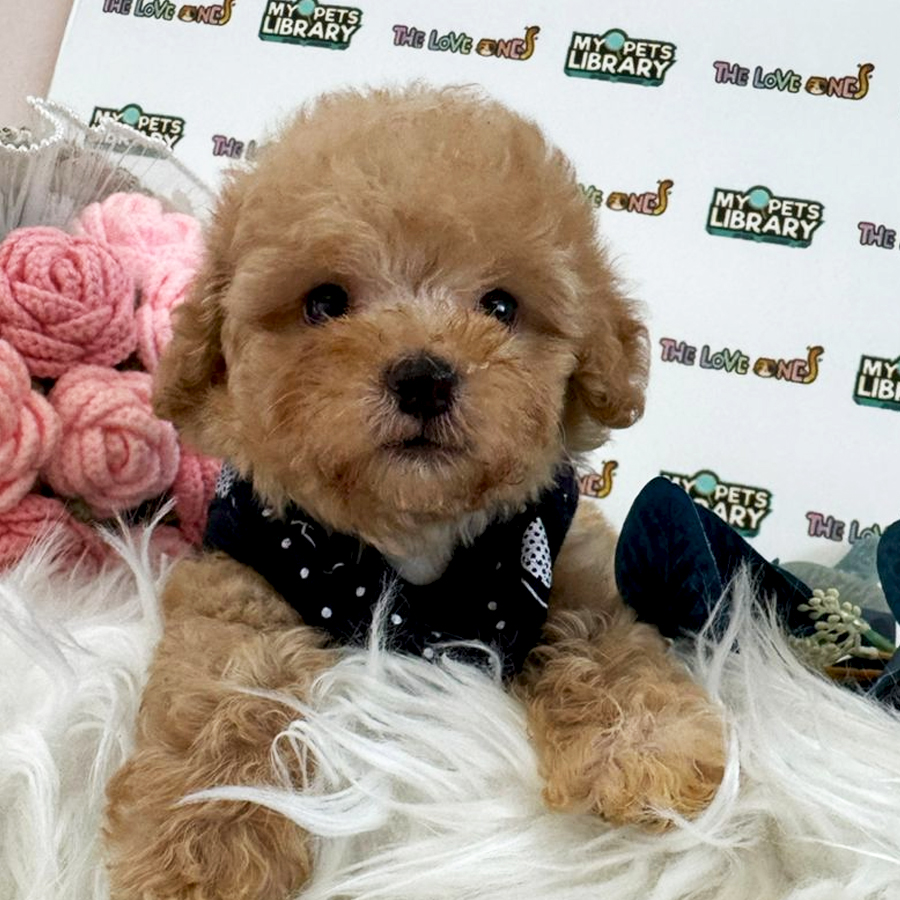 Maltipoo Puppy (Male) For Sale