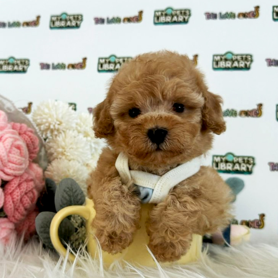 Tiny Poodle Puppy (Female) For Sale