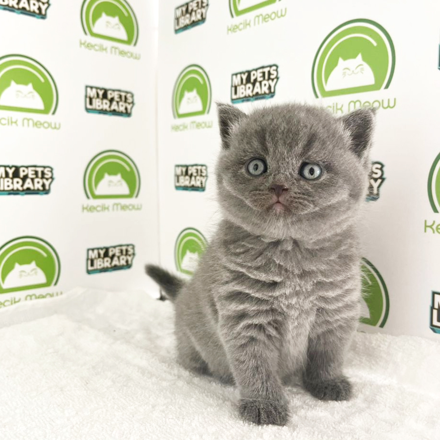 British Shorthair Kitten (Female) For Sale