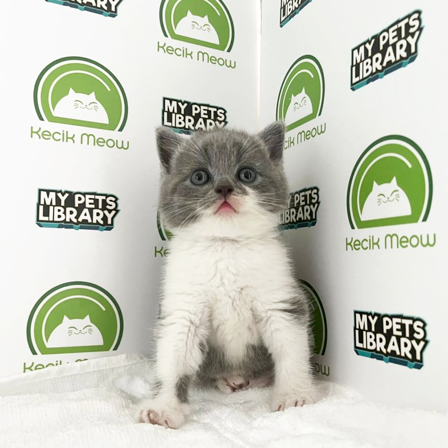 British Shorthair Kitten (Male) For Sale