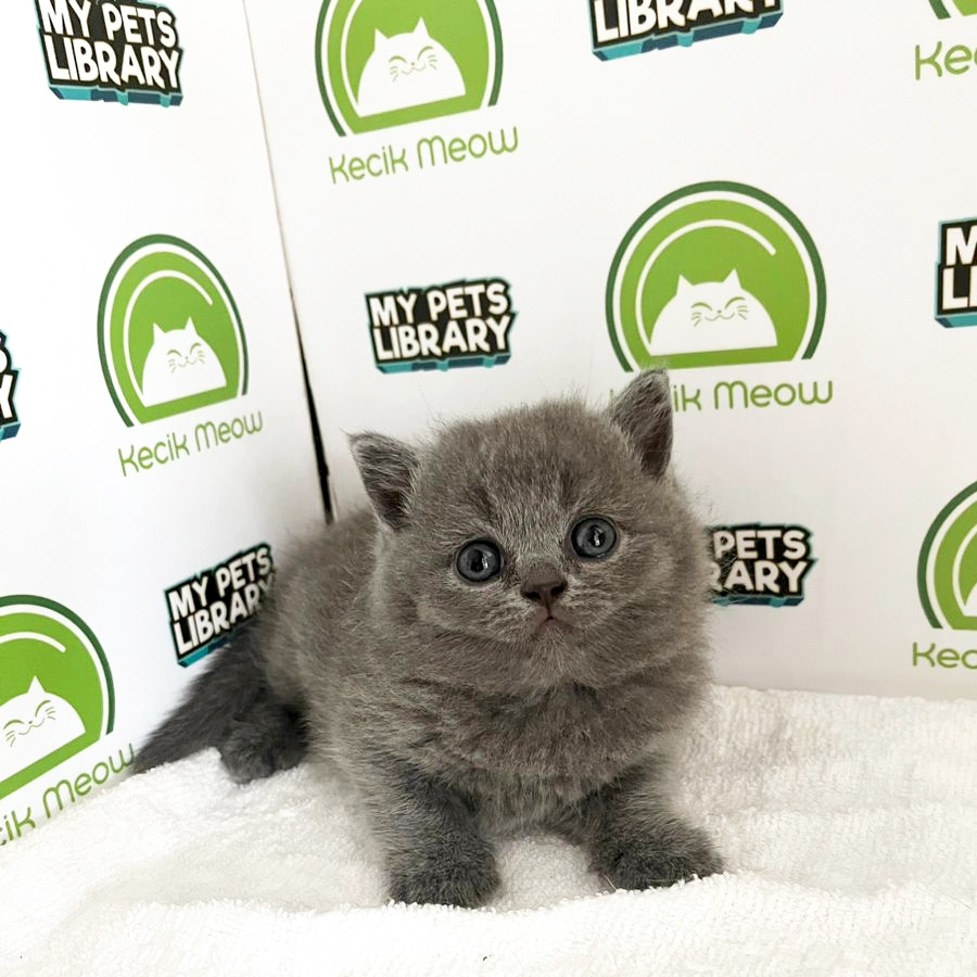 British Shorthair Kitten (Male) For Sale