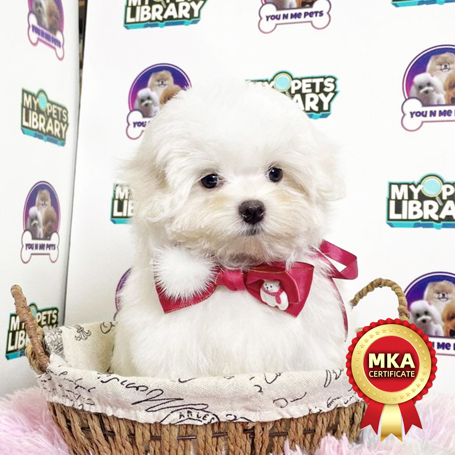 MKA Tiny Maltese Puppy (Male) For Sale