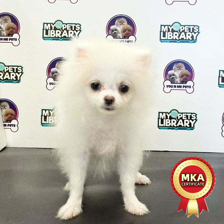 MKA Super Tiny Pomeranian Puppy (Male) For Sale