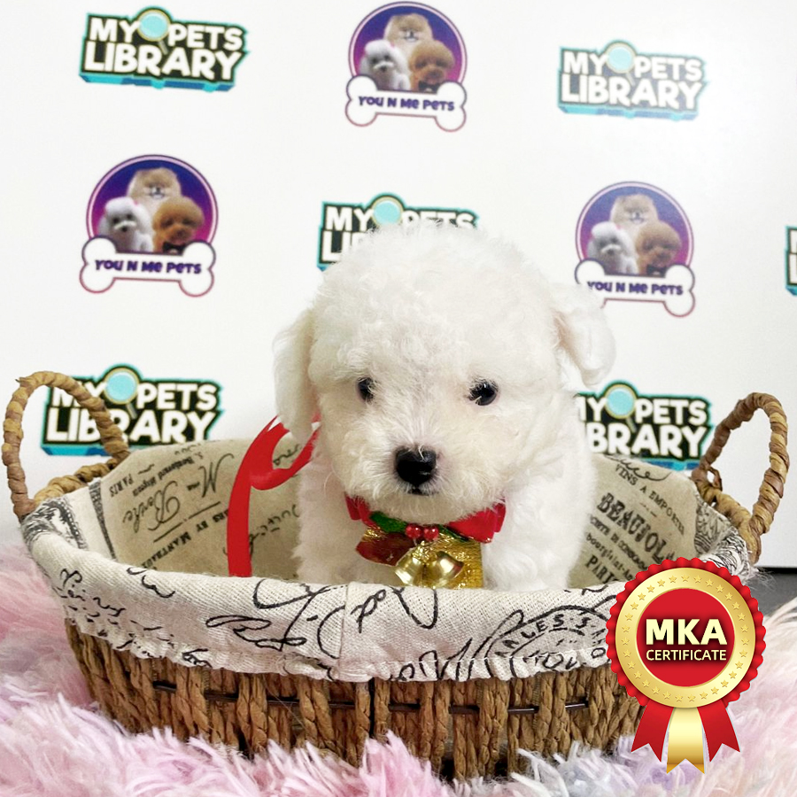 MKA Super Tiny Poodle Puppy (Male) For Sale