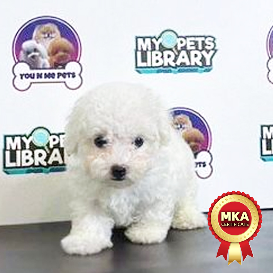 MKA Super Tiny Poodle Puppy (Male) For Sale