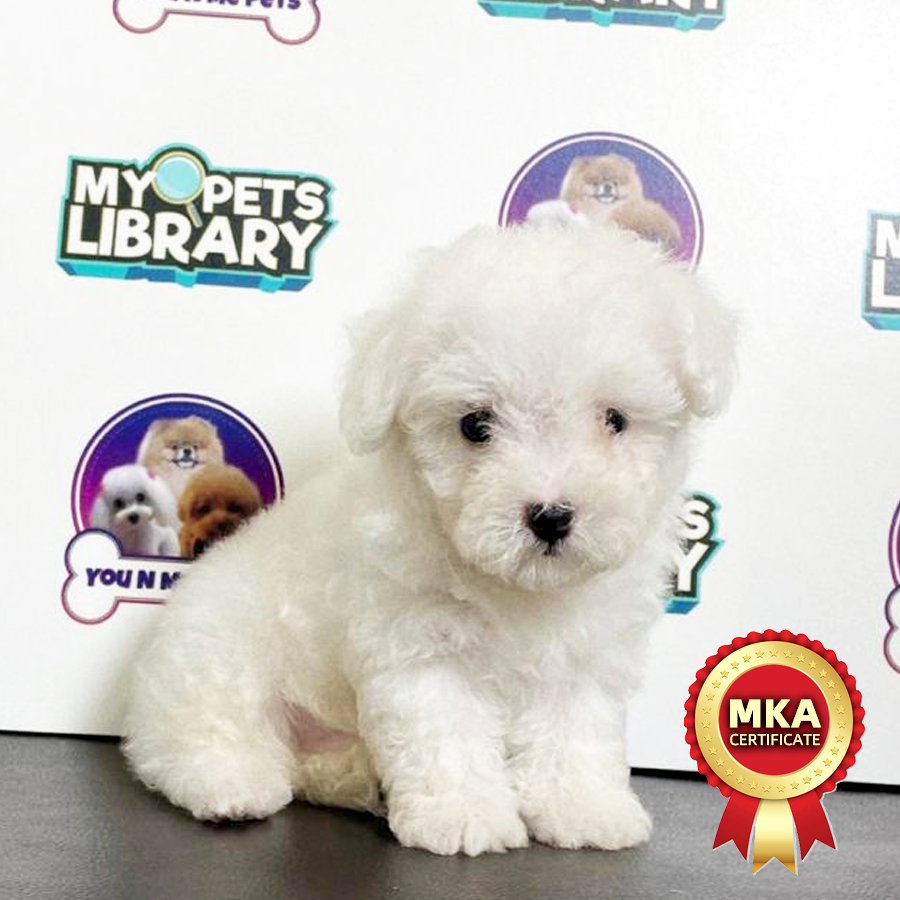 MKA Super Tiny Poodle Puppy (Male) For Sale