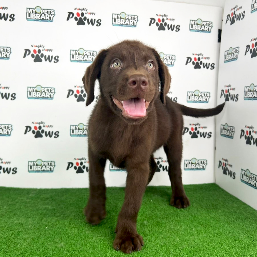 Labrador Retriever Puppy (Male) For Sale