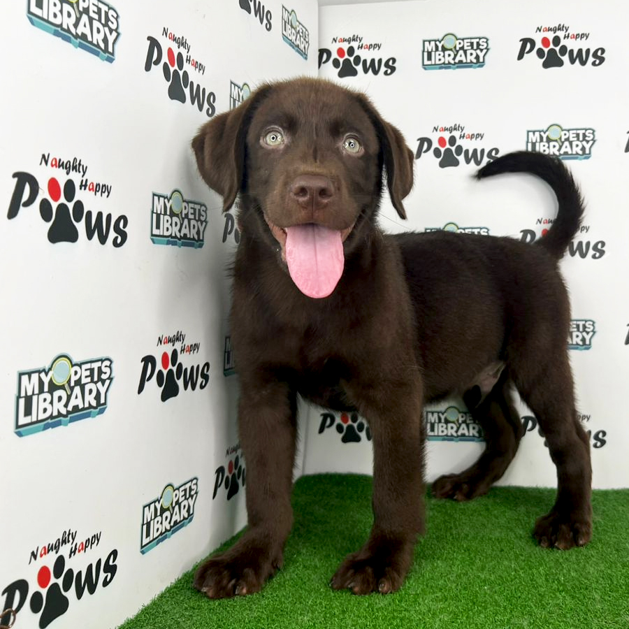 Labrador Retriever Puppy (Male) For Sale