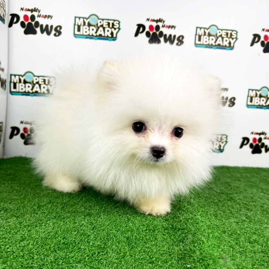 Pomeranian Puppy (Male) For Sale