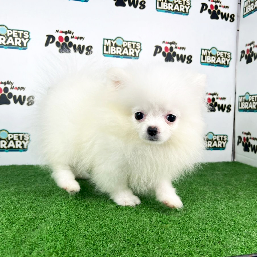 Pomeranian Puppy (Female) For Sale