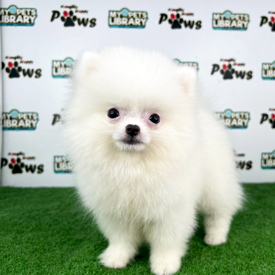 Pomeranian Puppy (Female) For Sale
