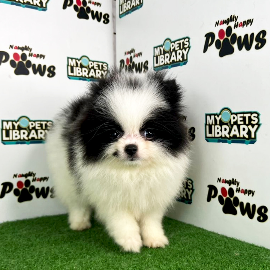 Pomeranian Puppy (Female) For Sale
