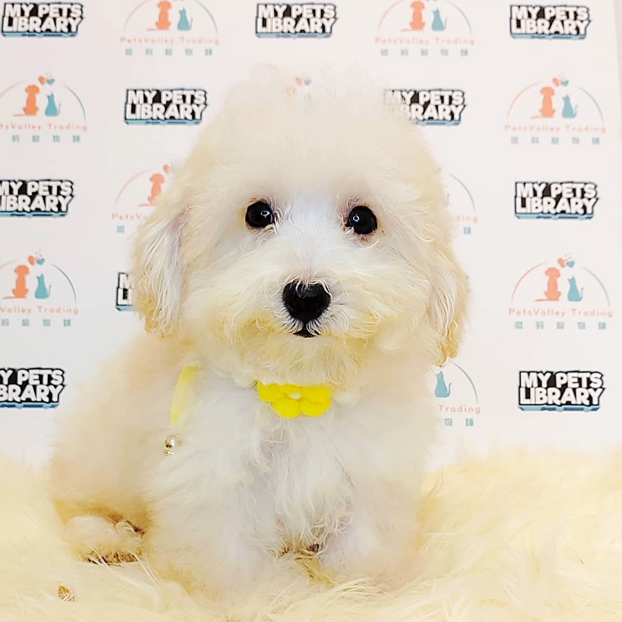 Tiny Poodle Puppy (Male) For Sale