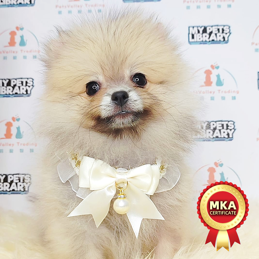 MKA Pomeranian Puppy (Male) For Sale