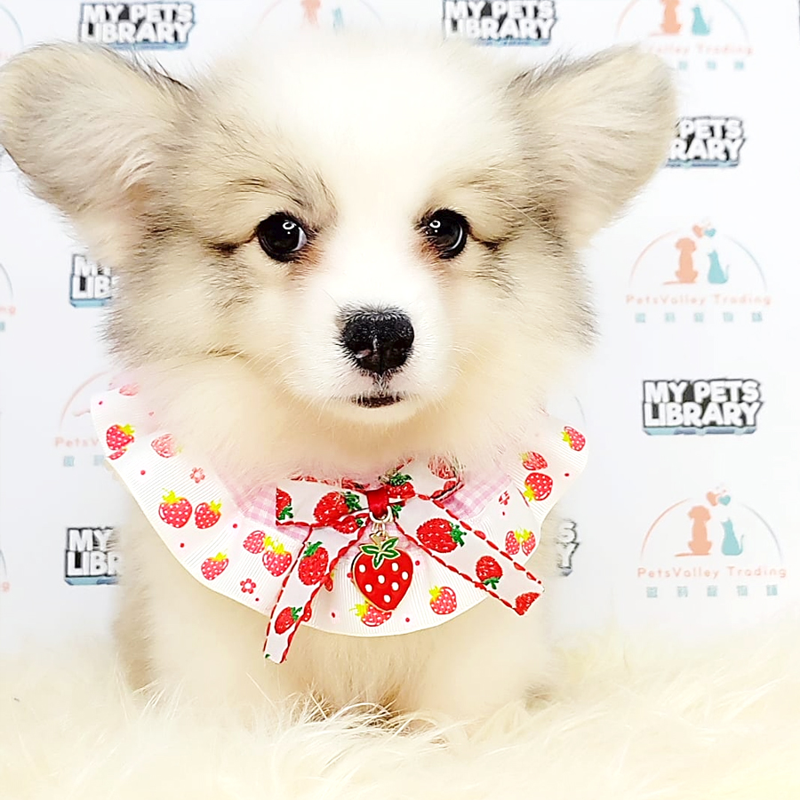 Long Coat Corgi Puppy (Male) For Sale