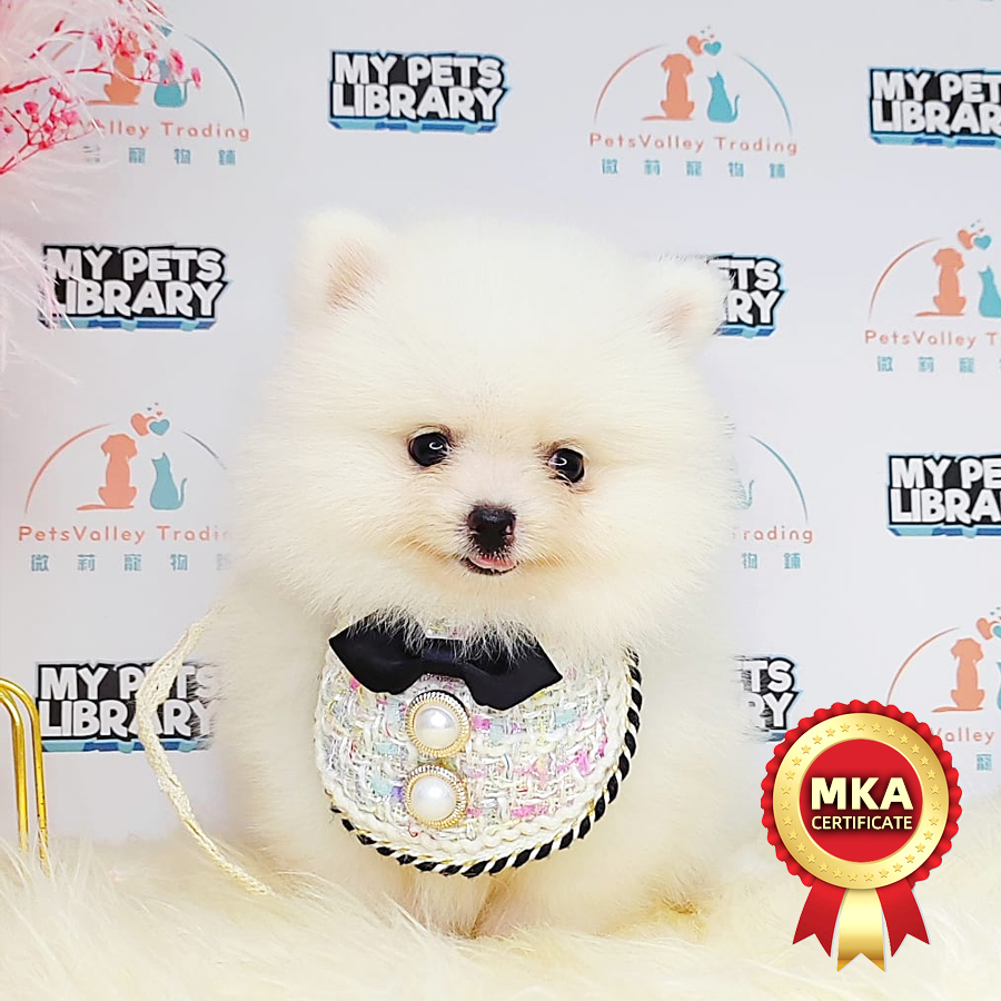 MKA Pomeranian Puppy (Female) For Sale