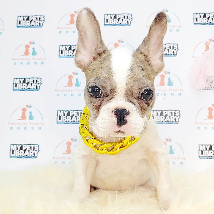 French Bulldog Puppy (Male) For Sale