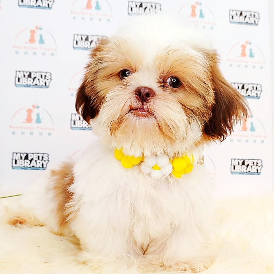 Shih Tzu Puppy (Male) For Sale