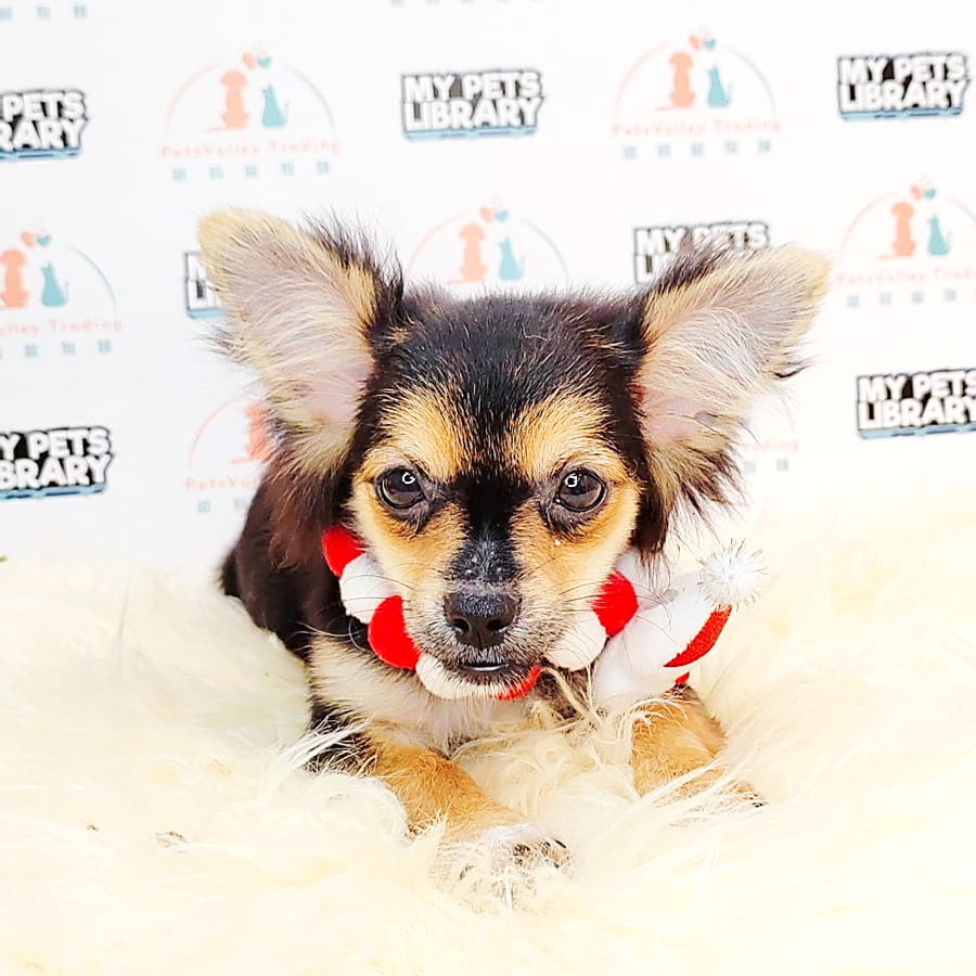 Long Coat Chihuahua Puppy (Female) For Sale