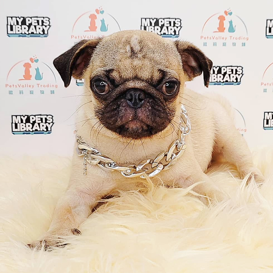 Pug Puppy (Female) For Sale