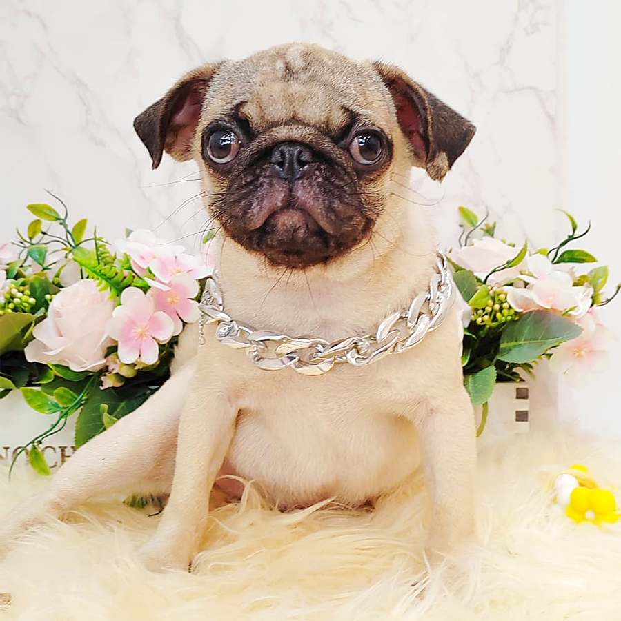 Pug Puppy (Male) For Sale
