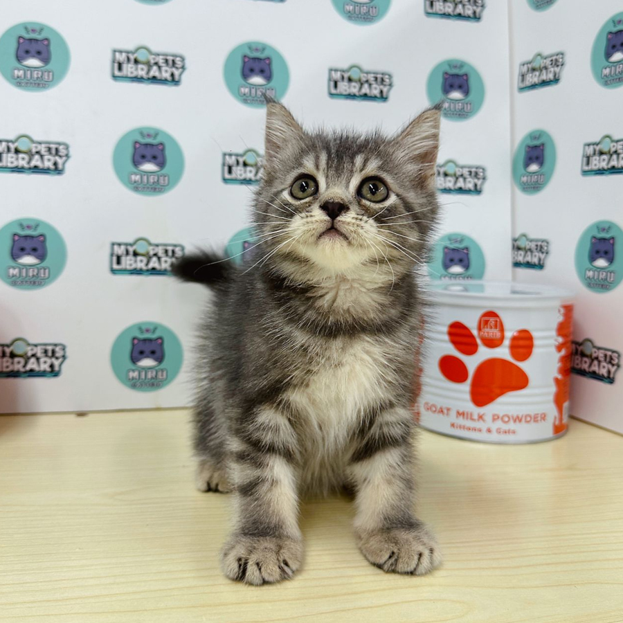 Persian Kitten (Male) For Sale