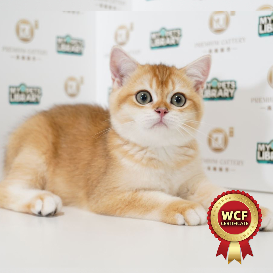 WCF British Short Hair Kitten (Male) For Sale