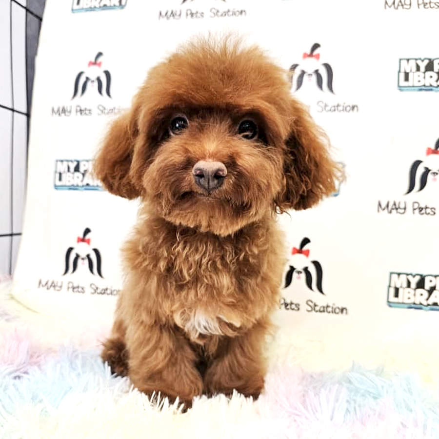 Tiny Poodle Puppy (Male) For Sale