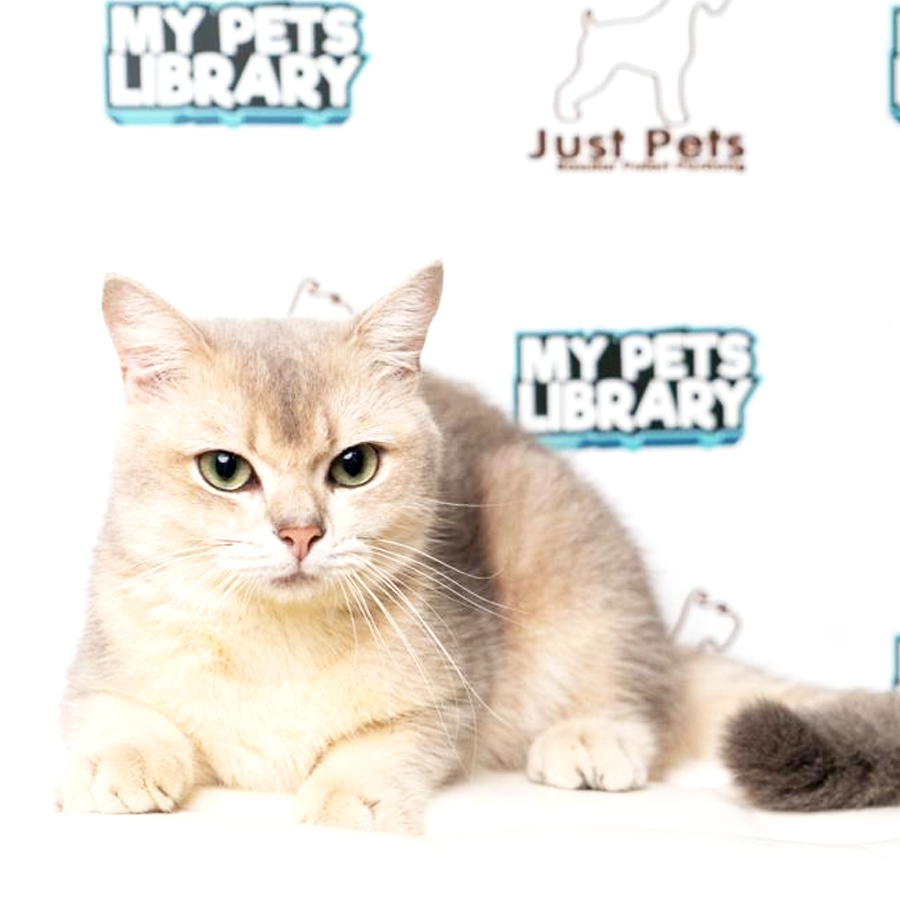 British Short Hair Kitten (Male) For Sale