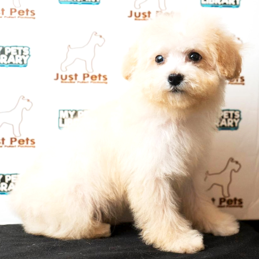 Toy Poodle Puppy (Male) For Sale