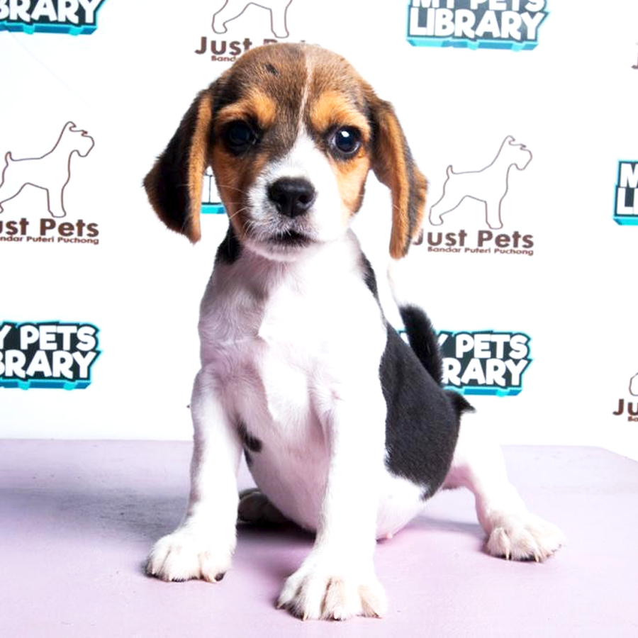 Beagle Puppy (Female) For Sale