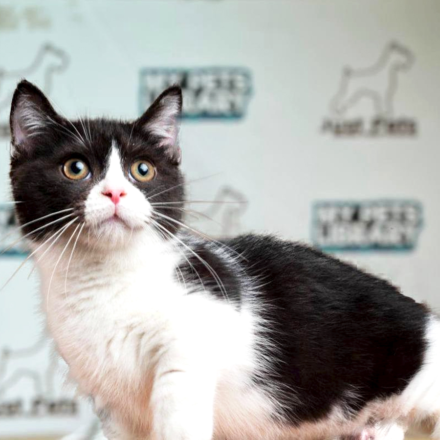 Munchkin Kitten (Male) For Sale