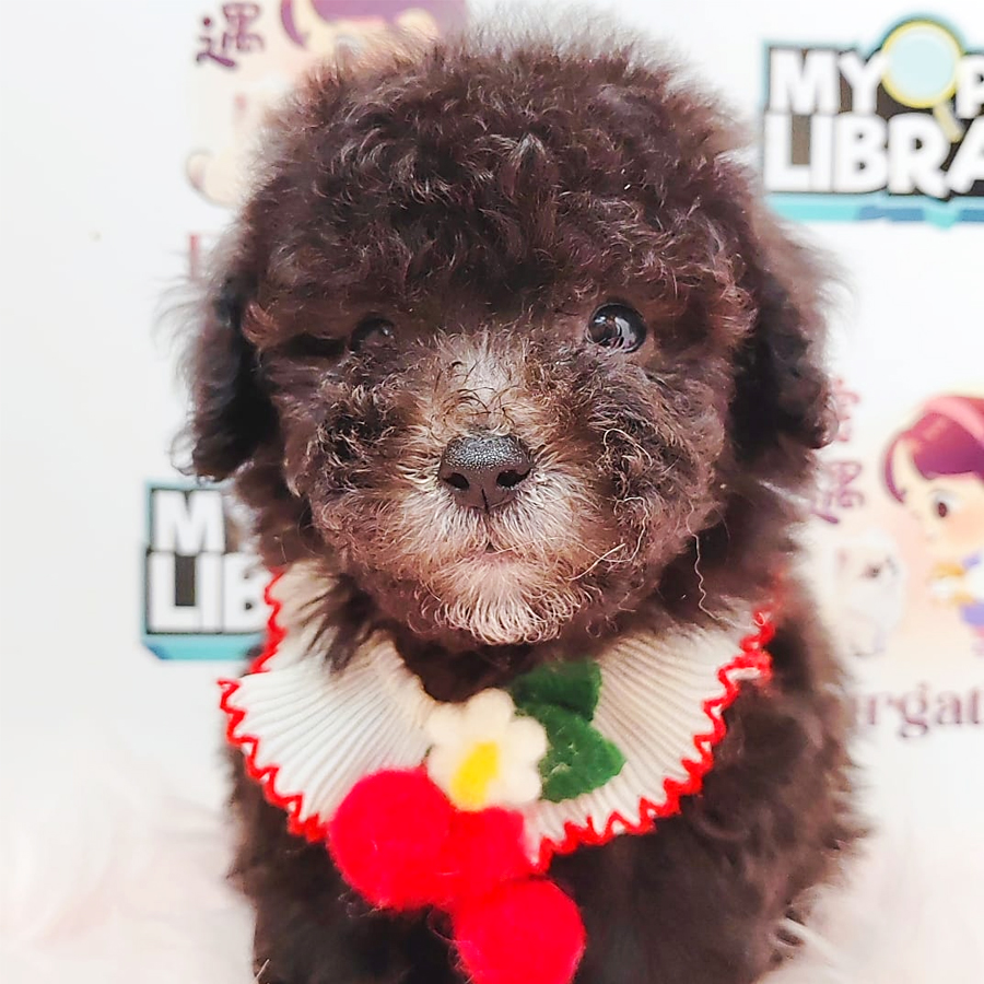 Tiny Toy Poodle Puppy (Male) For Sale