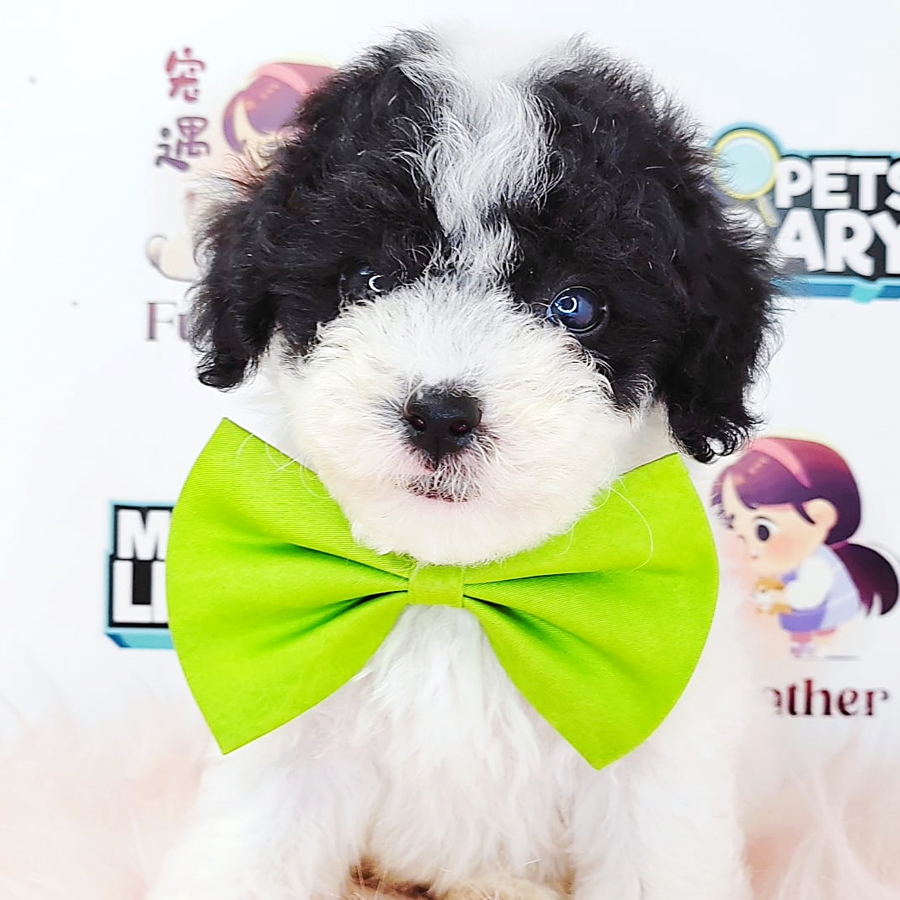 Tiny Toy Poodle Puppy (Male) For Sale