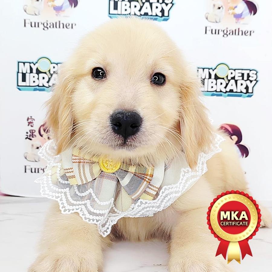 MKA Golden Retriever Puppy (Male) For Sale