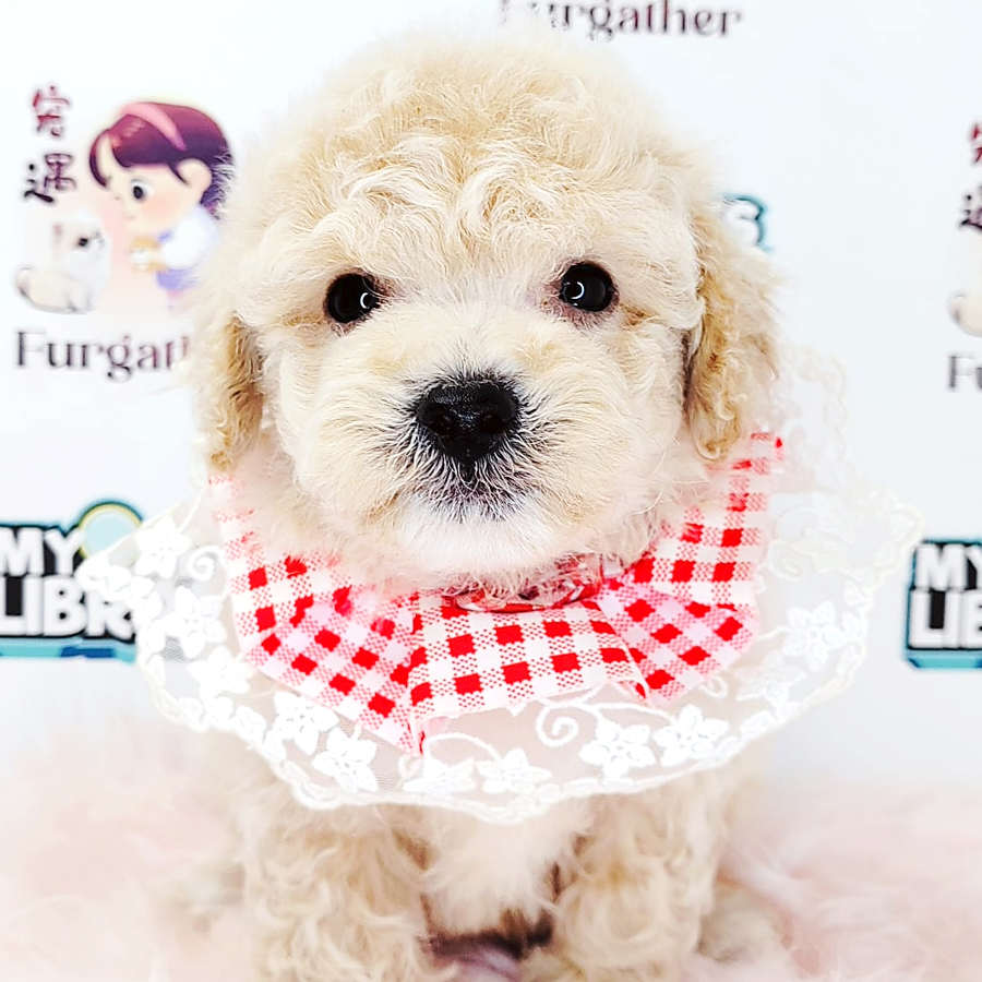 Tiny Toy Poodle Puppy (Male) For Sale